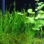 植栽から92日目（トリミングから33日目）　スクリューバリスネリア